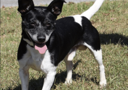 PAHS Pet of the Week is Lester